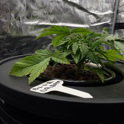 Big Blue growlog timeline photo