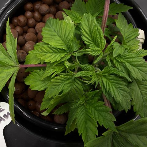 Big Blue growlog timeline photo