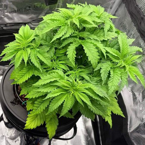 White Trash Widow growlog timeline photo
