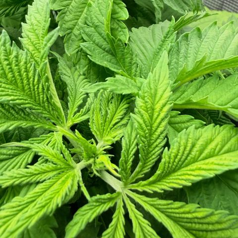 White Trash Widow growlog timeline photo