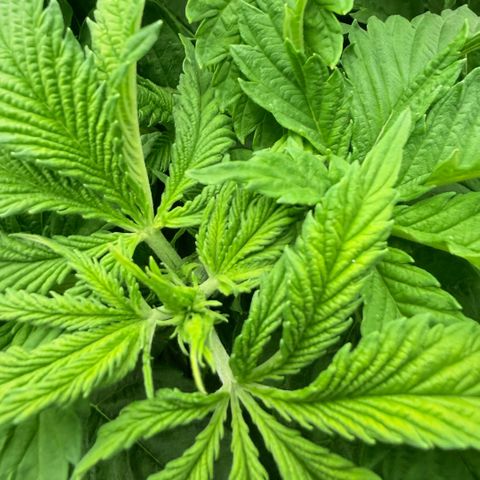 White Trash Widow growlog timeline photo