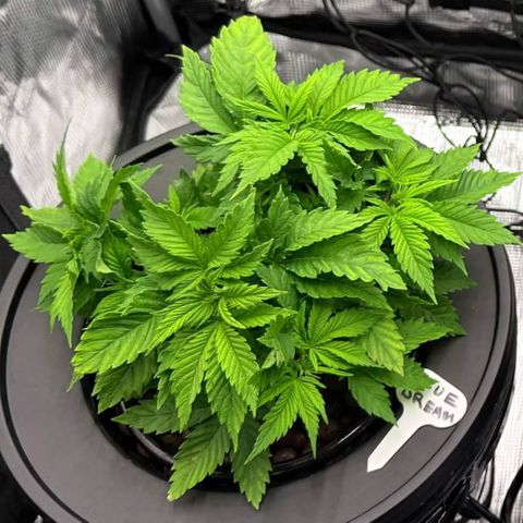 Big Blue growlog timeline photo