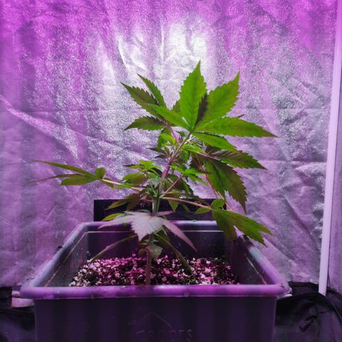 Helena growlog photo: Altura, y LST