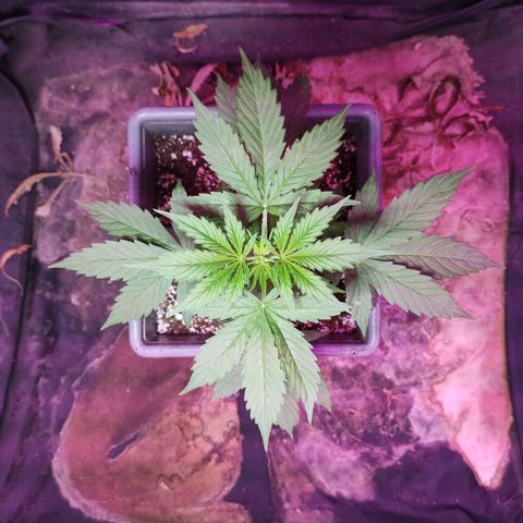 Helena growlog photo: Altura, y LST