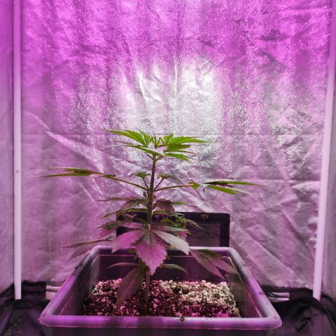 Helena growlog photo: Altura, y LST