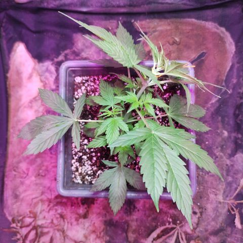 Helena growlog photo: Altura, y LST