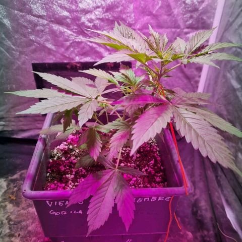 Helena growlog timeline photo