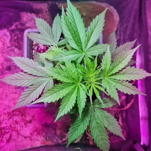 Helena growlog timeline photo