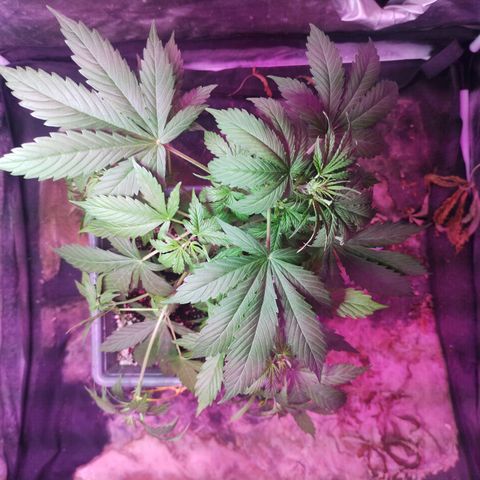 Helena growlog timeline photo