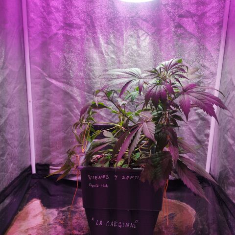 Helena growlog timeline photo