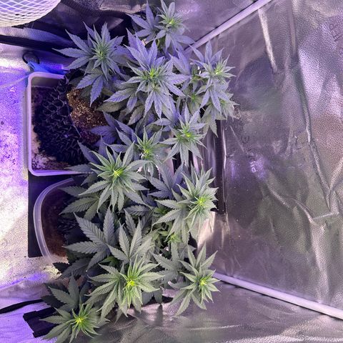 Québec Black growlog timeline photo