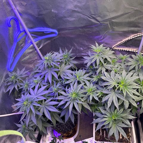 Québec Black growlog timeline photo