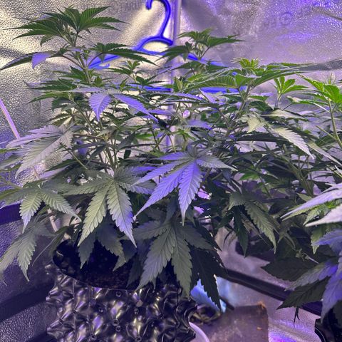 Québec Black growlog timeline photo