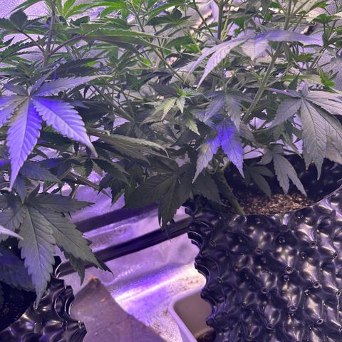 Québec Black growlog timeline photo