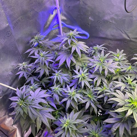 Québec Black growlog timeline photo