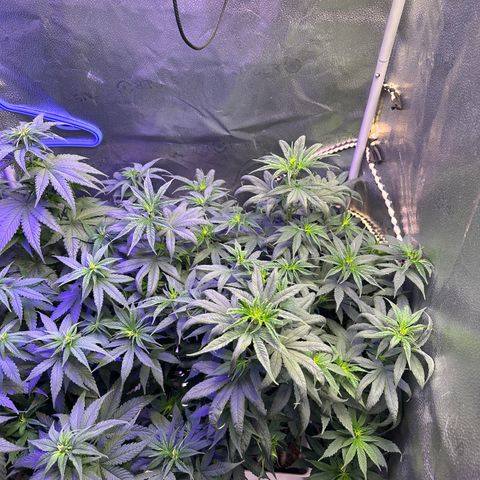 Québec Black growlog timeline photo