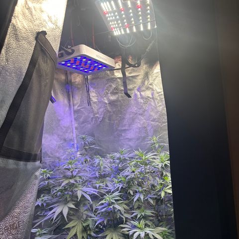 Québec Black growlog timeline photo