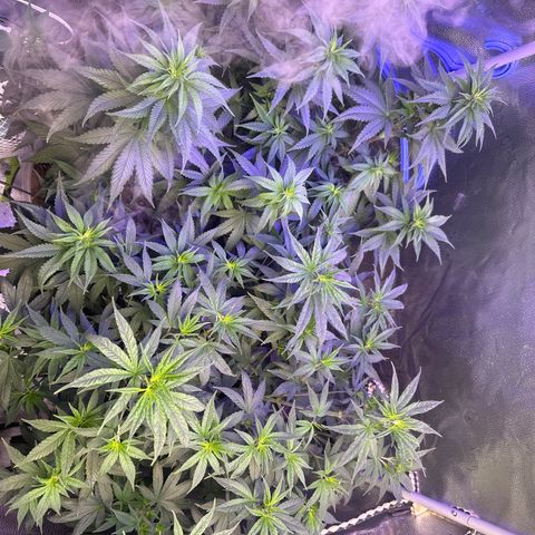 Québec Black growlog timeline photo