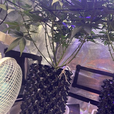 Québec Black growlog timeline photo