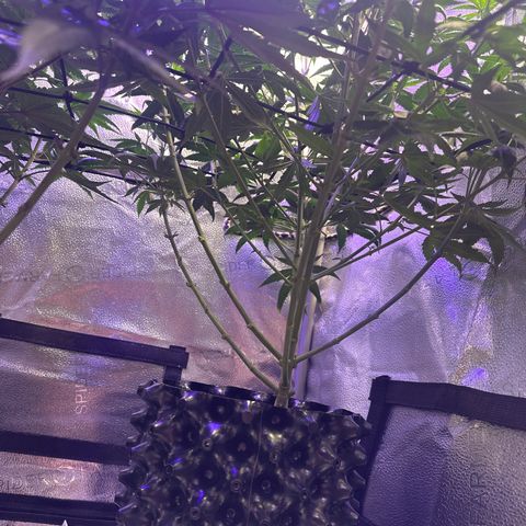 Québec Black growlog timeline photo