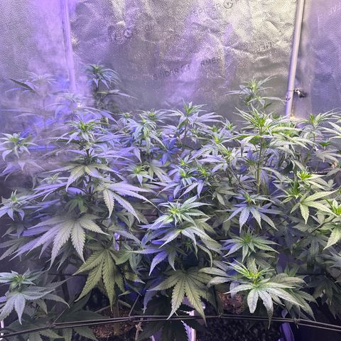 Québec Black growlog timeline photo