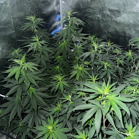 Québec Black growlog timeline photo