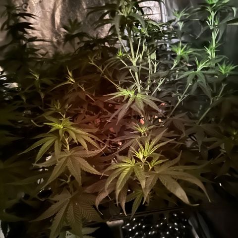 Québec Black growlog timeline photo