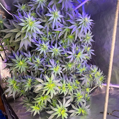 Québec Black growlog timeline photo
