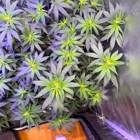 Québec Black growlog timeline photo