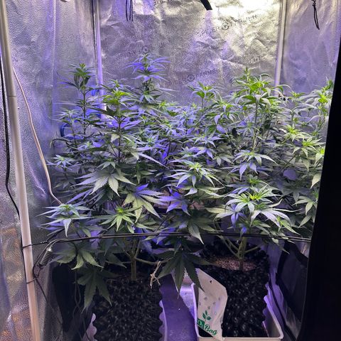 Québec Black growlog timeline photo