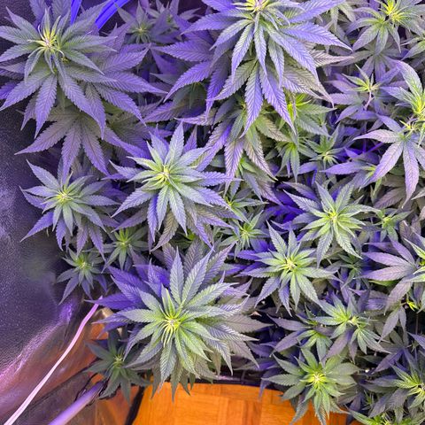 Québec Black growlog timeline photo