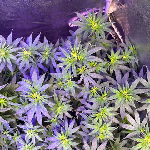 Québec Black growlog timeline photo