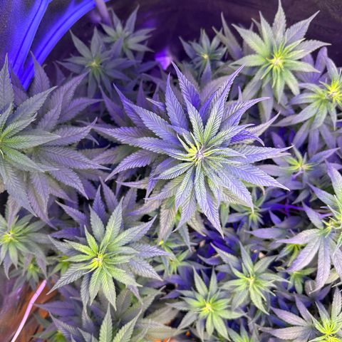 Québec Black growlog timeline photo