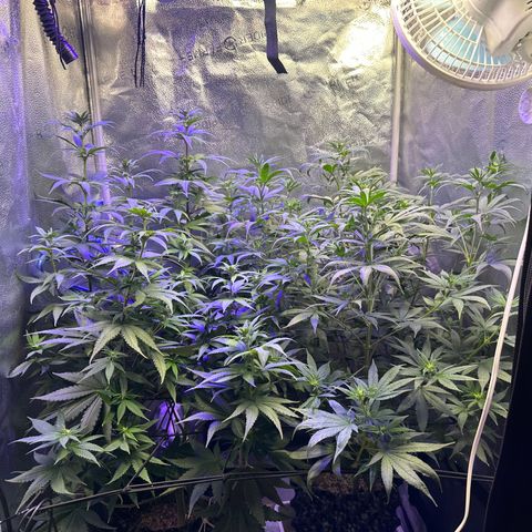 Québec Black growlog photo: On remarque très bien la pré floraison 😊 qu’elle belle plante 🌱 c’est de toute beauté à regarder ça croissence 
