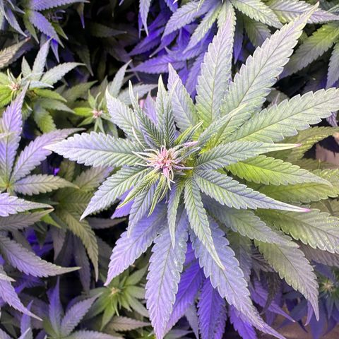 Québec Black growlog photo: On remarque très bien la pré floraison 😊 qu’elle belle plante 🌱 c’est de toute beauté à regarder ça croissence 