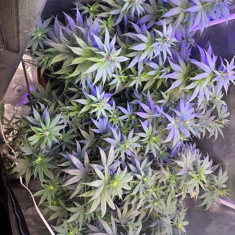Québec Black growlog photo: On remarque très bien la pré floraison 😊 qu’elle belle plante 🌱 c’est de toute beauté à regarder ça croissence 