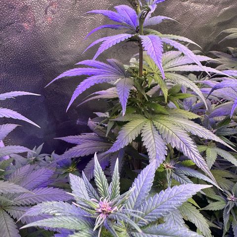 Québec Black growlog photo: On remarque très bien la pré floraison 😊 qu’elle belle plante 🌱 c’est de toute beauté à regarder ça croissence 