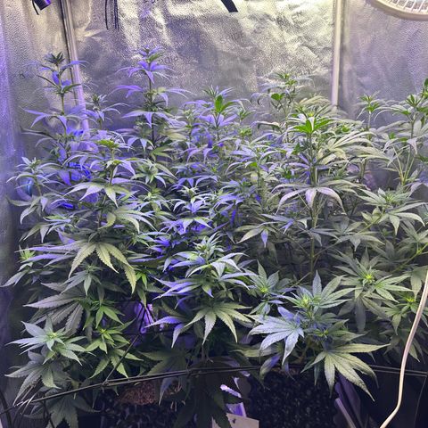 Québec Black growlog photo: On remarque très bien la pré floraison 😊 qu’elle belle plante 🌱 c’est de toute beauté à regarder ça croissence 