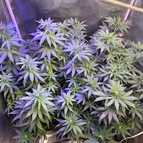 Québec Black growlog photo: On remarque très bien la pré floraison 😊 qu’elle belle plante 🌱 c’est de toute beauté à regarder ça croissence 