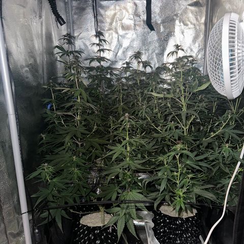 Québec Black growlog timeline photo