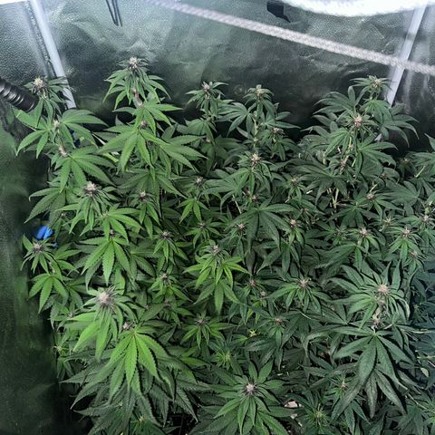 Québec Black growlog timeline photo
