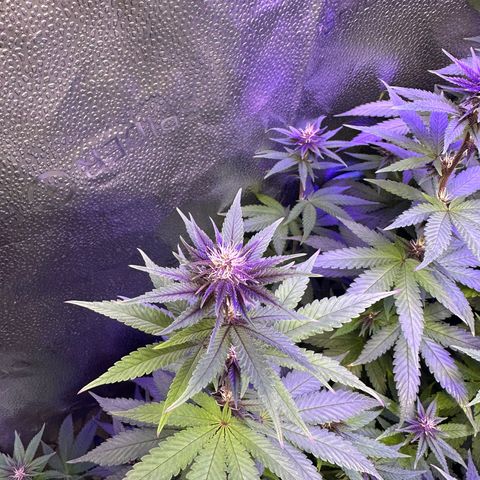 Québec Black growlog timeline photo