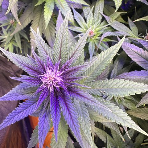 Québec Black growlog timeline photo