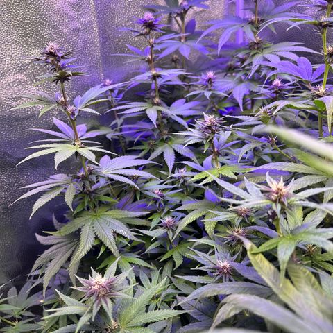 Québec Black growlog timeline photo