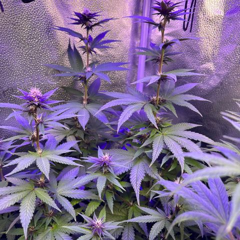 Québec Black growlog timeline photo
