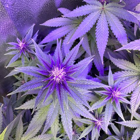 Québec Black growlog timeline photo