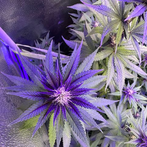 Québec Black growlog timeline photo