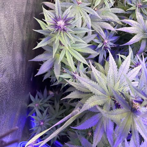 Québec Black growlog timeline photo