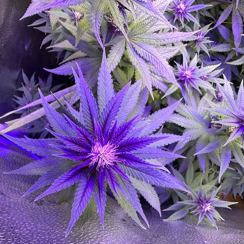Québec Black growlog timeline photo