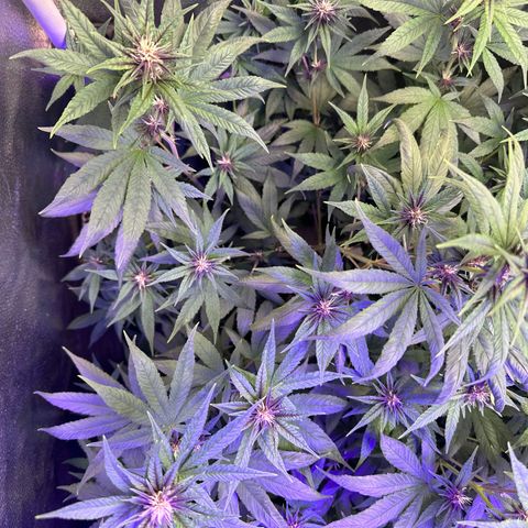 Québec Black growlog timeline photo